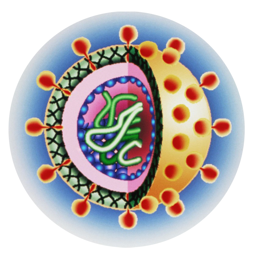 丙肝|沉默的杀手：它正在悄悄地变成肝硬化、肝癌……