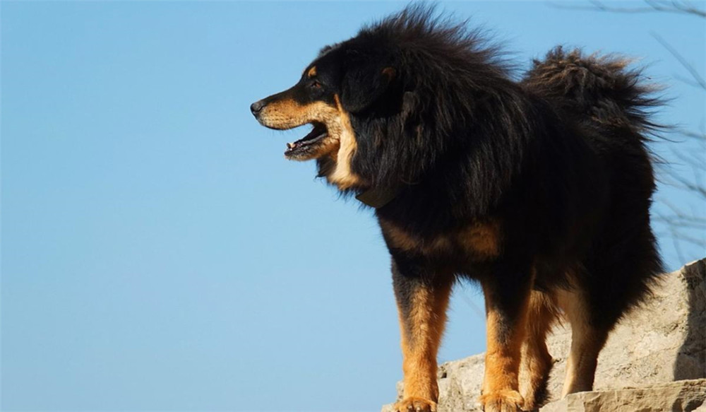 延边出现东北虎扑向黄狗咬住脖子看到人后松开黄狗跑进山林