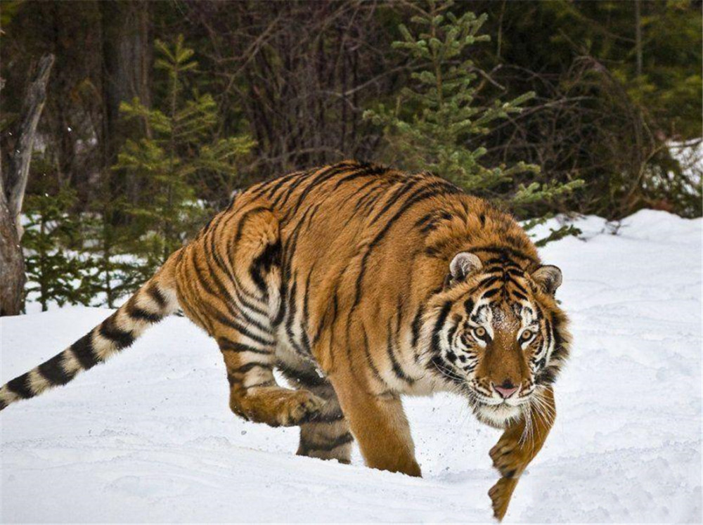 延边出现东北虎 扑向黄狗咬住脖子 看到人后松开黄狗 跑进山林 腾讯新闻