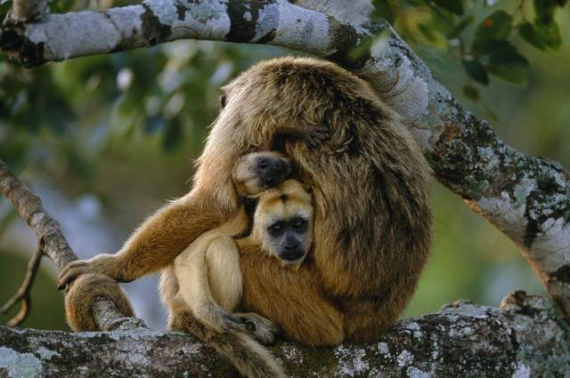 猴子怕蛇吗为什么没亲眼见过蛇我们也会怕它