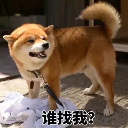 一波柴犬斗图表情包