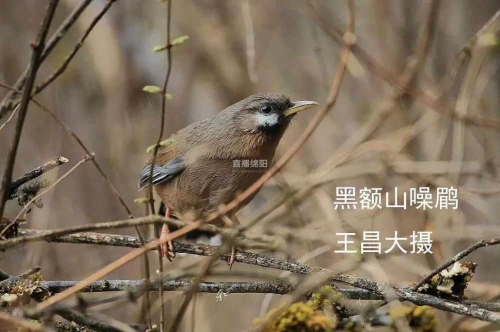 在新名錄中,綿陽分佈的10種鳥類