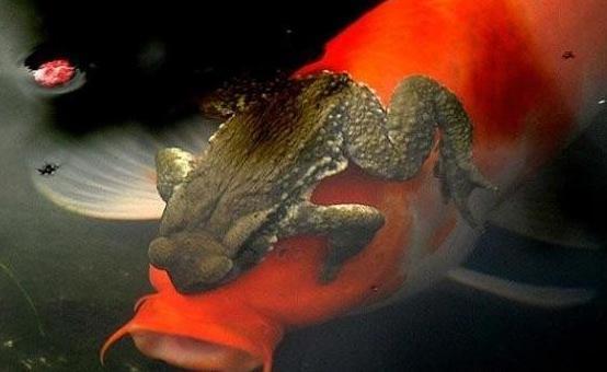 蟾蜍为什么会抱住鱼的眼睛有何依据