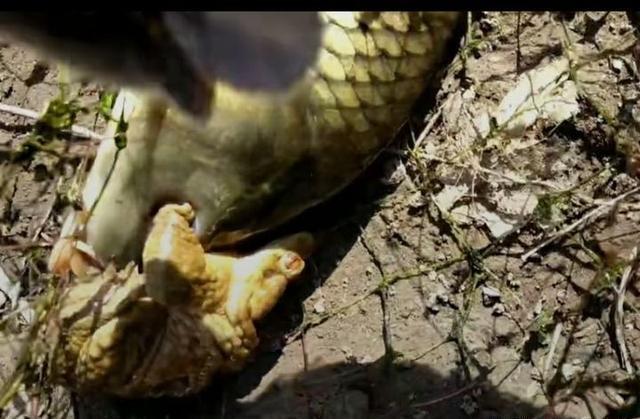 蟾蜍为什么会抱住鱼的眼睛有何依据