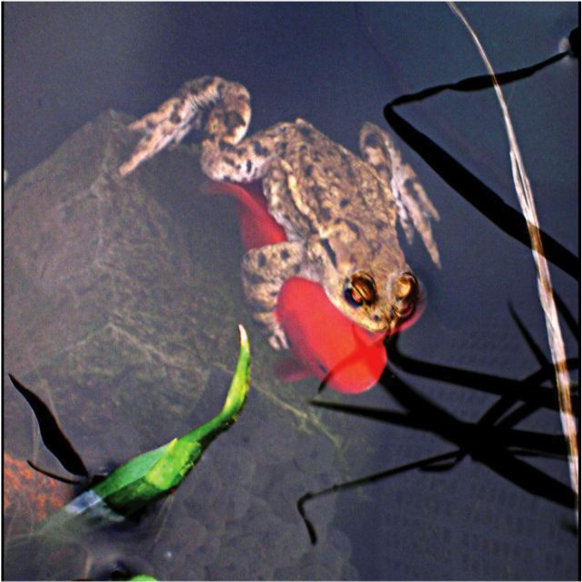 蟾蜍为什么会抱住鱼的眼睛?有何依据?_腾讯新闻