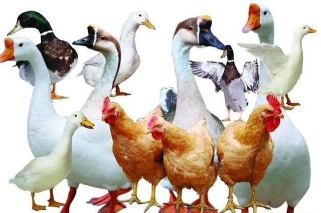 同样是鸟,为什么鸡鸭鹅不太擅长飞行?_腾讯新闻