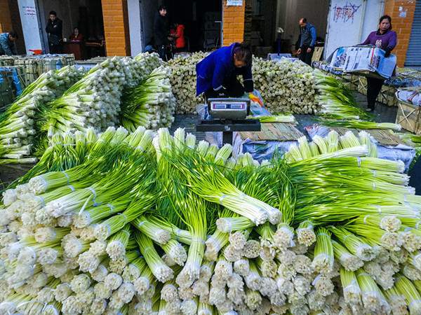 德昌县|四川德昌：早蒜薹持续热销全国