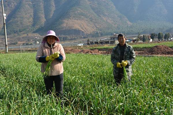 德昌县|四川德昌：早蒜薹持续热销全国
