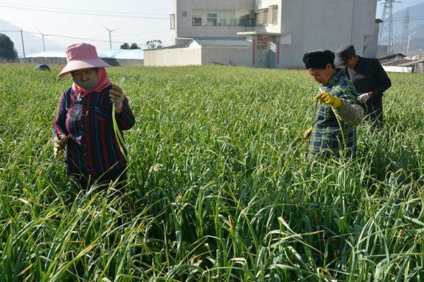 德昌县|四川德昌：早蒜薹持续热销全国