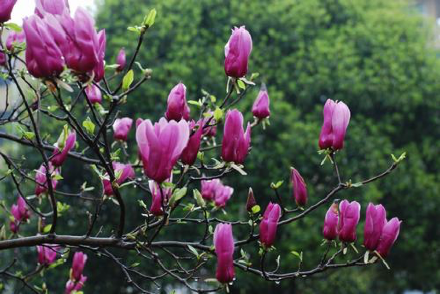 科普 园林树木百家姓 木 腾讯新闻