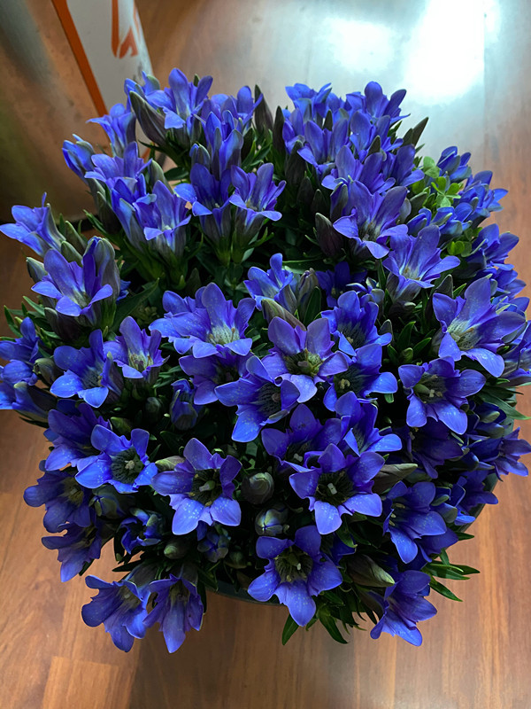 龙胆花国外很火的网红盆栽花神秘的蓝紫色文艺范儿十足