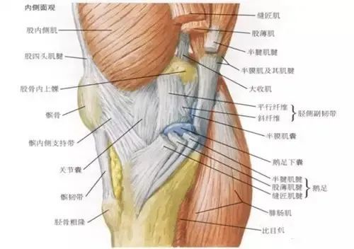 骨科精读不明膝内侧疼痛当心鹅足滑囊炎在作怪
