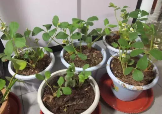 春天养花换盆土 不想掏钱买陶粒垫盆底 可以用这3样来代替 腾讯新闻