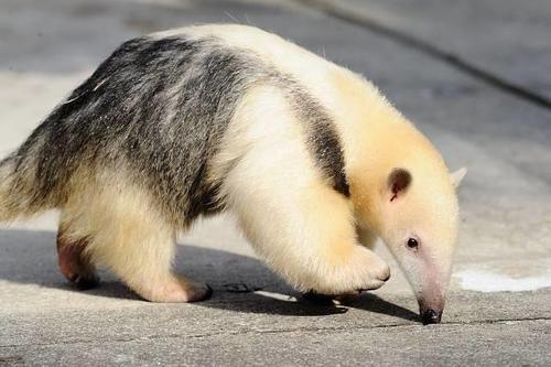 冷知识|9条意想不到的生活冷知识，带你走进不一样的世界。