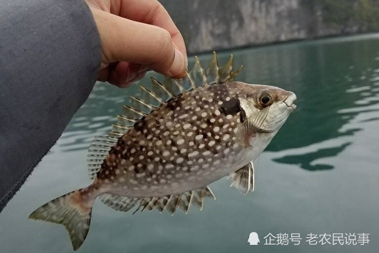 俗称"泥猛鱼",腹内有臭味,以前不上大席,现在一斤能卖60元_腾讯新闻