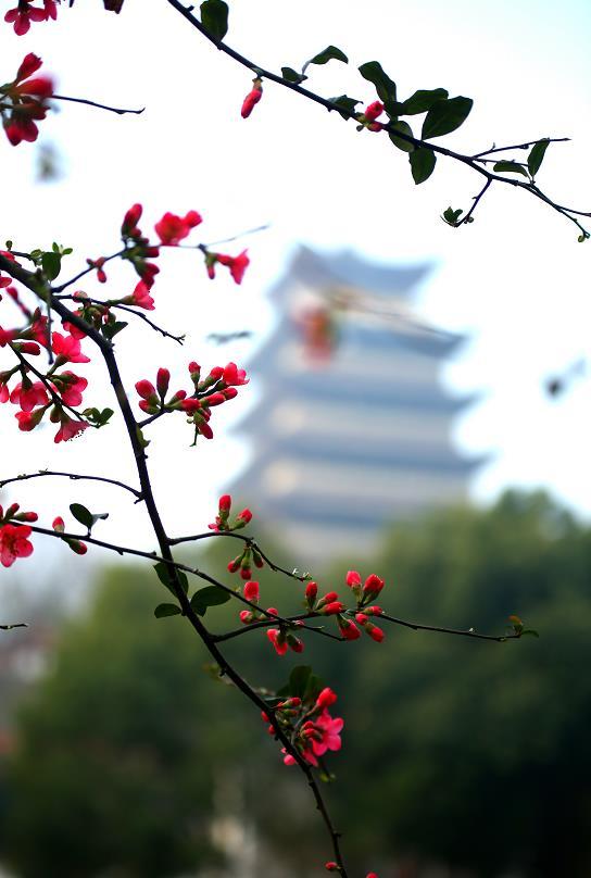 重庆荣昌海棠花盛开火红迎新春