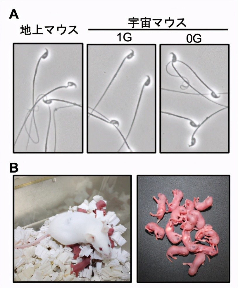 太空|人类能在太空繁殖后代吗？科学家用老鼠实验，结论引人担忧