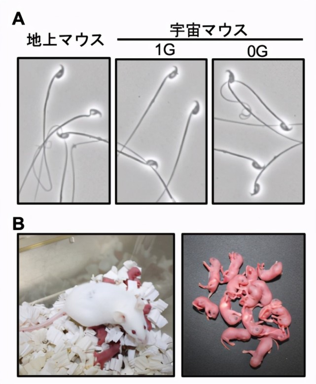 人類能在太空繁殖後代嗎?科學家用老鼠實驗,結論引人擔憂