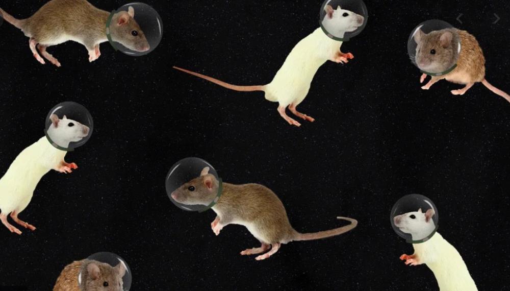 太空|人类能在太空繁殖后代吗？科学家用老鼠实验，结论引人担忧