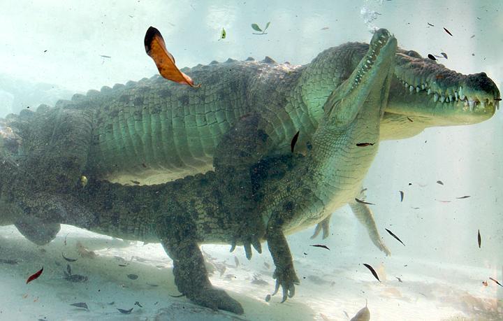 鳄鱼的尾巴又大又长,它们是怎样完成高难度交配的?