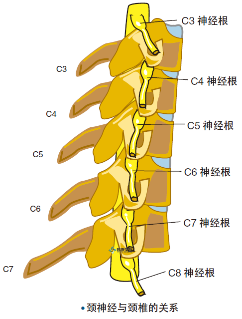 疼痛解剖学|颈椎骨性结构的功能解剖