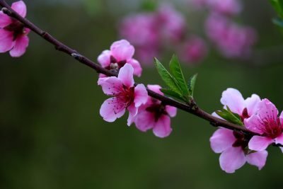 风寒感冒|你了解风寒感冒，风寒感冒变证知道吗？同是风寒感冒该怎么调理