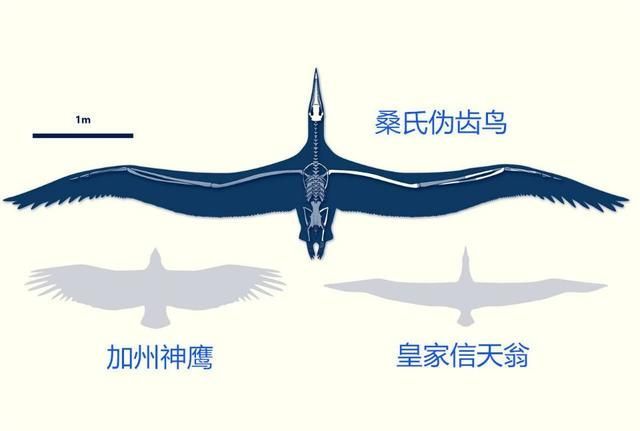 地球|有某种大鸟能让人骑着飞行吗？史上还真有一种！可以抓着两个人飞