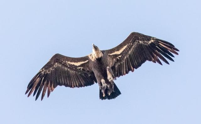 地球|有某种大鸟能让人骑着飞行吗？史上还真有一种！可以抓着两个人飞