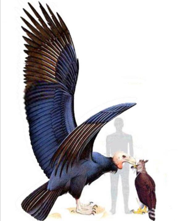 地球|有某种大鸟能让人骑着飞行吗？史上还真有一种！可以抓着两个人飞