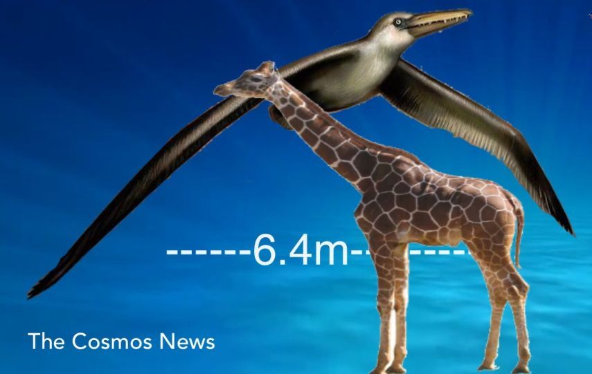 地球|有某种大鸟能让人骑着飞行吗？史上还真有一种！可以抓着两个人飞