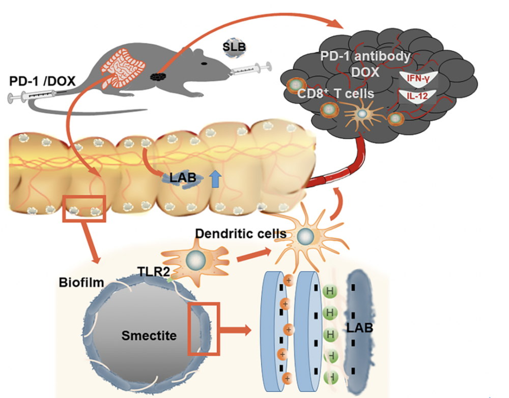 南京大学|“吃土”有益健康？南大最新研究发现，这是真的！