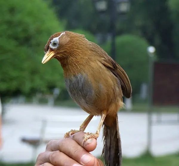 看畫眉鳥的體型結構和姿態