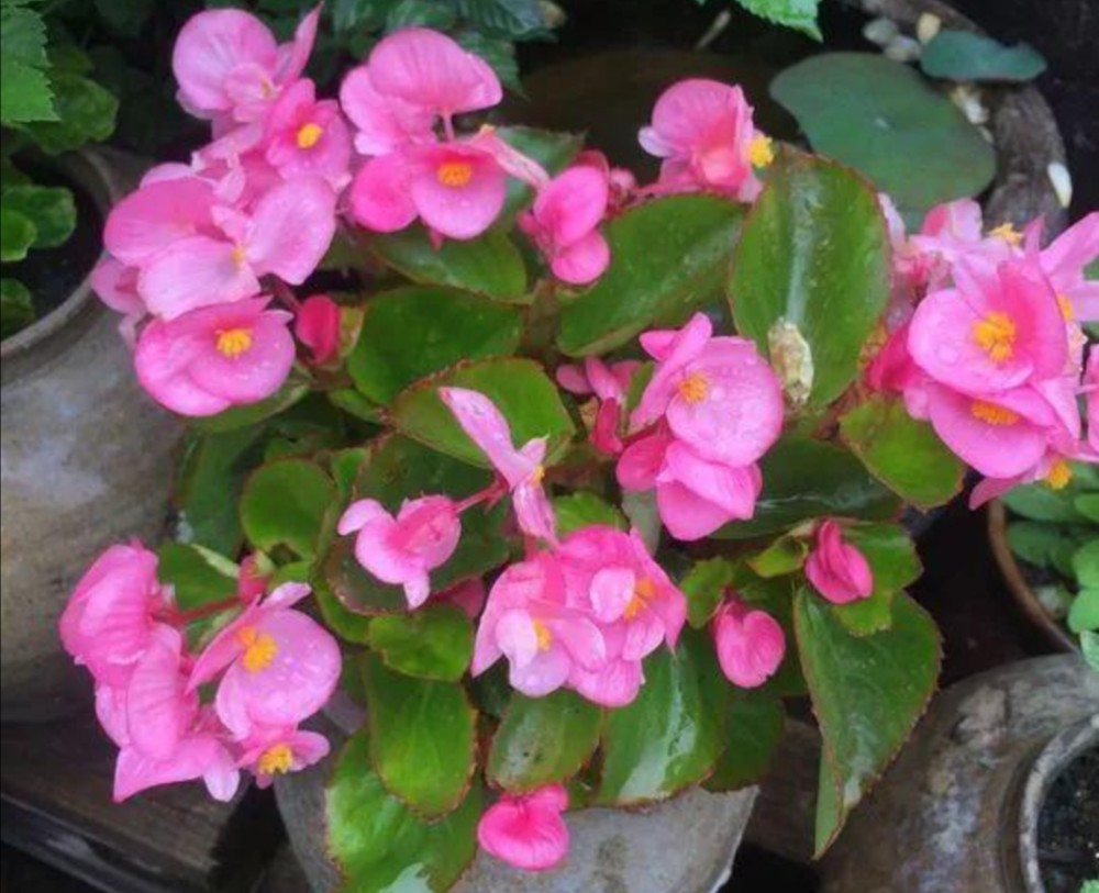 四季海棠(四季海棠喜阴还是喜阳)