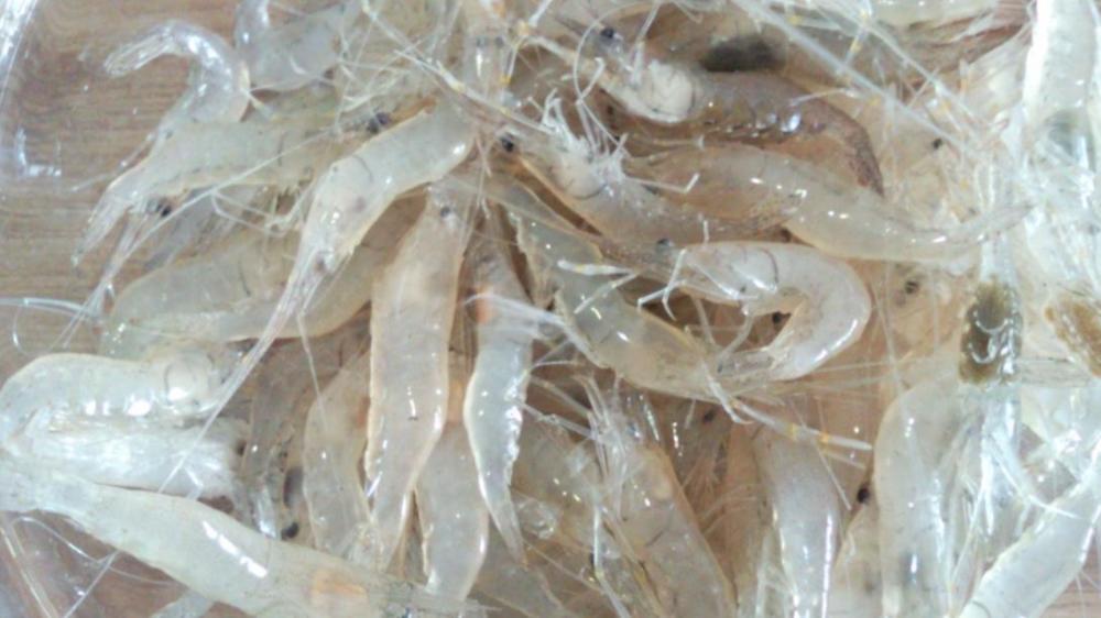 加腥就能钓冬鱼想简单了下面3种方法才是正确的加腥方式