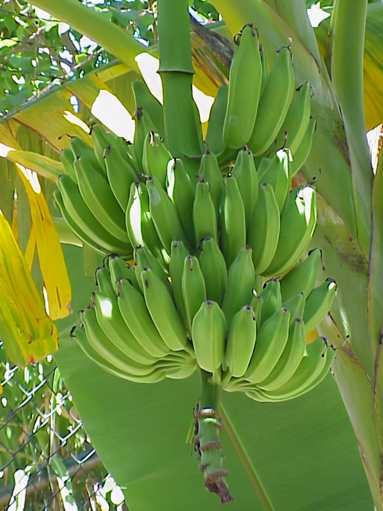 银杏|满大街的银杏树，怎么就成濒危物种了？基因测序揭示惊人事实