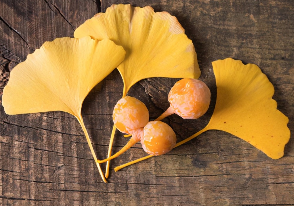 银杏|满大街的银杏树，怎么就成濒危物种了？基因测序揭示惊人事实