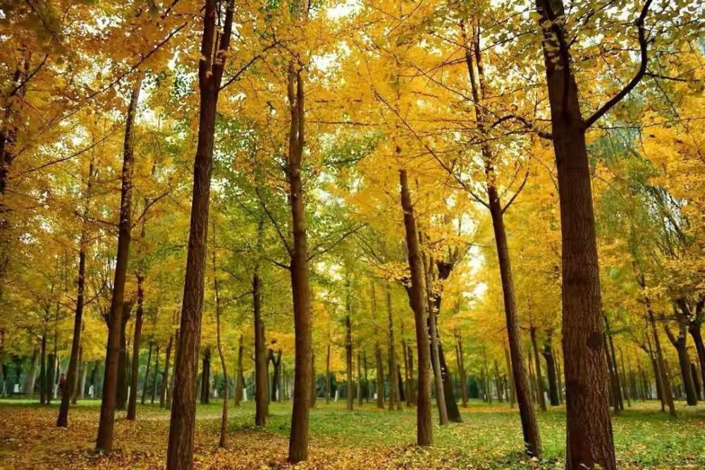 银杏|满大街的银杏树，怎么就成濒危物种了？基因测序揭示惊人事实