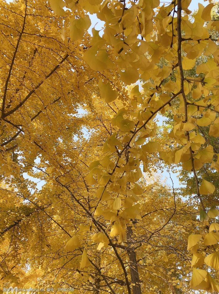 银杏|满大街的银杏树，怎么就成濒危物种了？基因测序揭示惊人事实