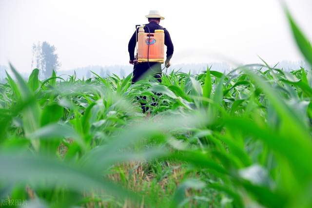 病虫害|预警：21年粮食病虫害严峻，70％以上产区构成风险，提前准备