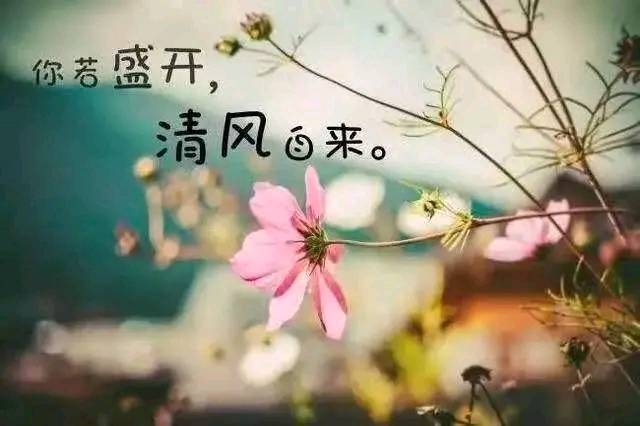 花儿治愈心情的说说(花儿可以治愈心情,生活原是美好)