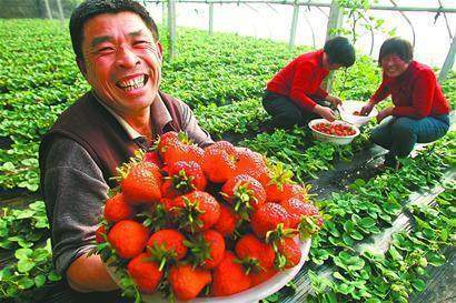 草莓|种植草莓，看别人是怎么赚钱的