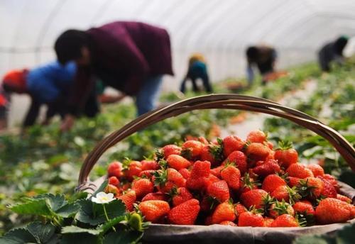 草莓|种植草莓，看别人是怎么赚钱的
