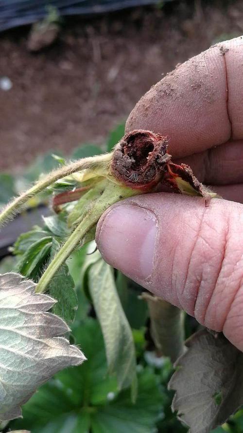 草莓|种植草莓，看别人是怎么赚钱的