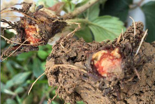 草莓|种植草莓，看别人是怎么赚钱的