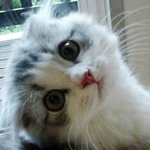 看着猫咪的大眼睛,呆萌的表情,全神贯注盯着你做某件事情的样子,你又