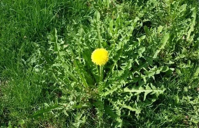 蒲公英被称为排毒草根和叶功效不同麻烦正确对待
