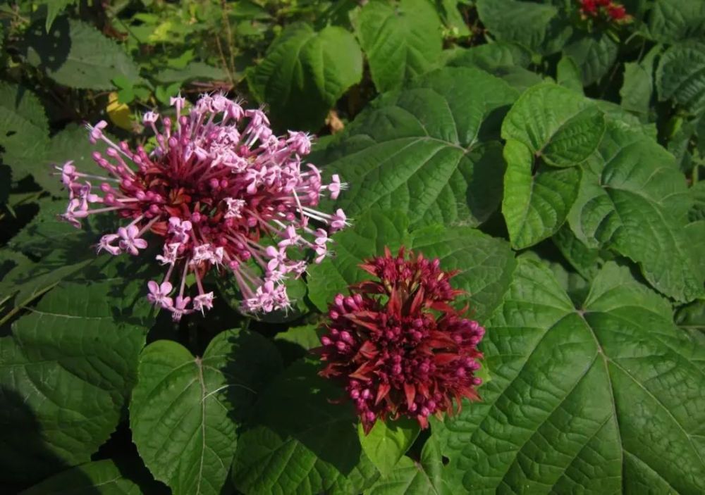 马樱丹|这4种花慎选，花朵味道难闻，建议不要在家里养