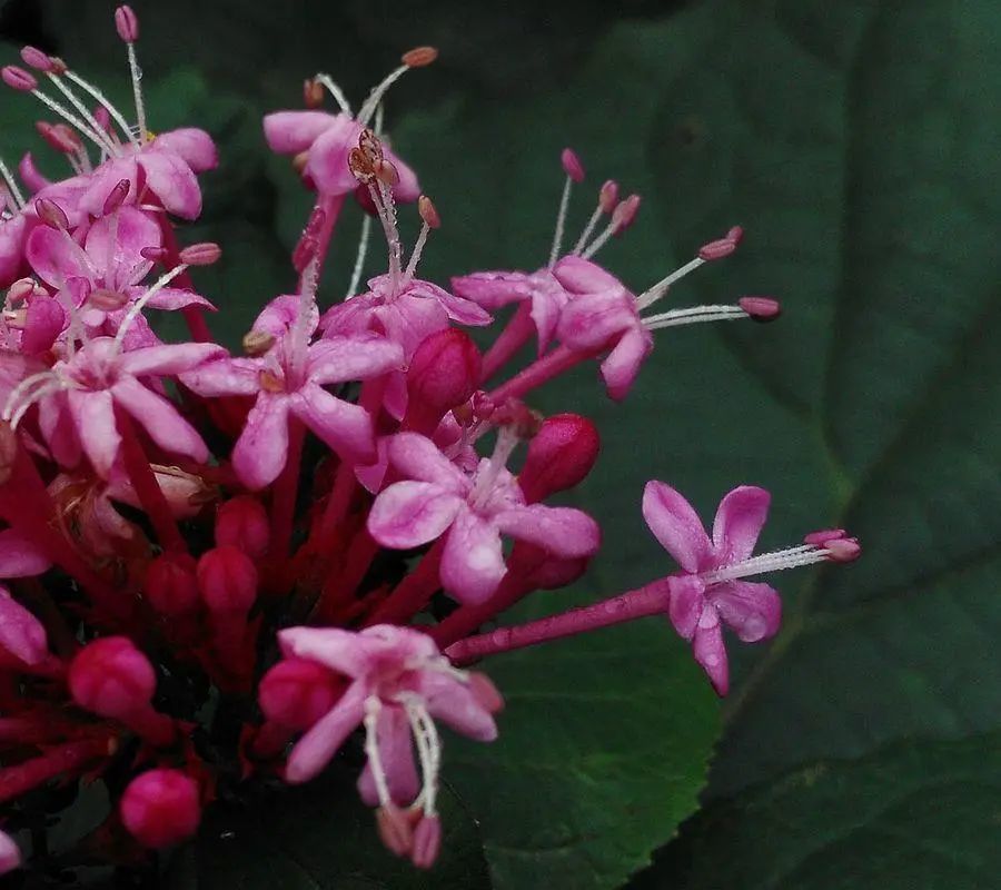 马樱丹|这4种花慎选，花朵味道难闻，建议不要在家里养