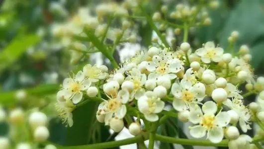 马樱丹|这4种花慎选，花朵味道难闻，建议不要在家里养