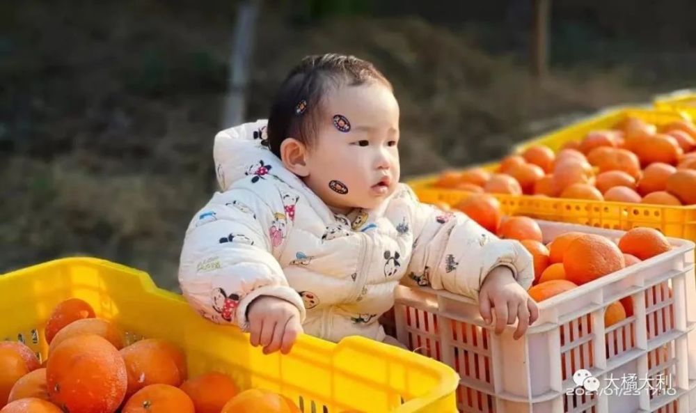 沃柑|【大橘大利】新年，新思考